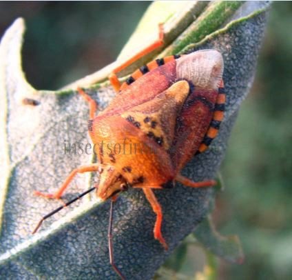 Carpocoris mediterraneus-7
