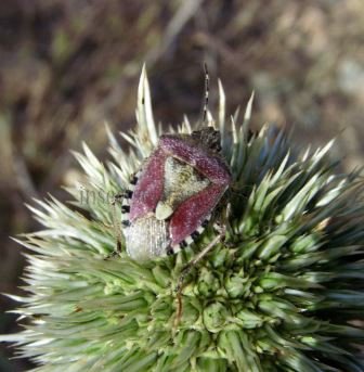 Dolycoris baccarum -4