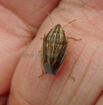 Aelia acuminata -1