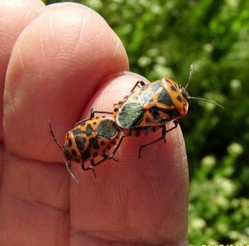 Eurydema ornata -6