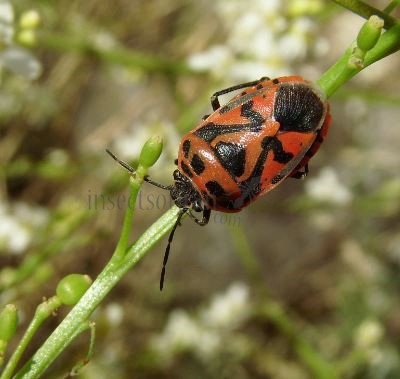 Eurydema ornata -8