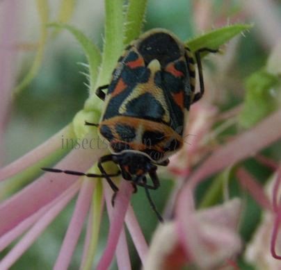 Eurydema ornata -9