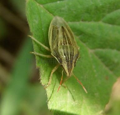 Aelia acuminata-2