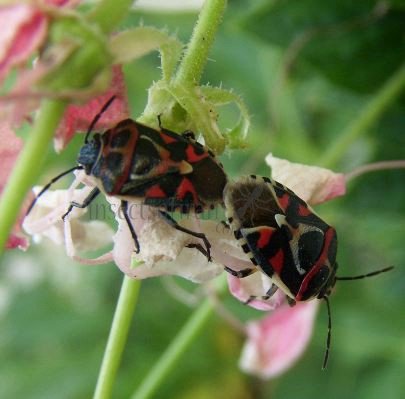 Eurydema ornata -11