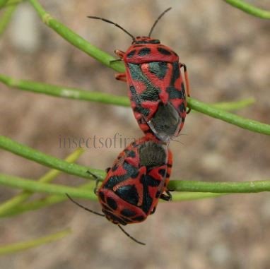 Eurydema ventralis