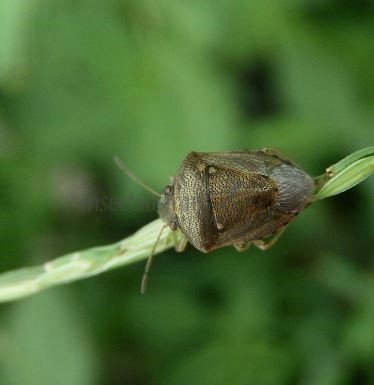 Eysarcoris aeneus -1