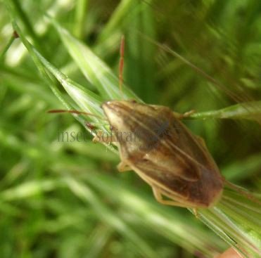 Aelia acuminata-3