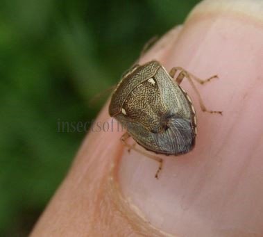 Eysarcoris aeneus -3-
