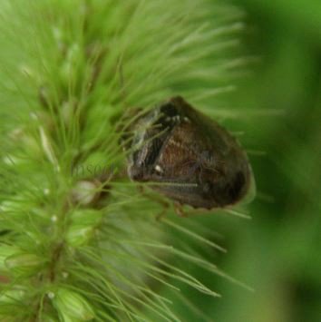 Eysarcoris aeneus-4
