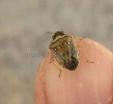 Eysarcoris aeneus-5