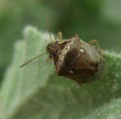 Eysarcoris aeneus-6