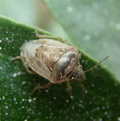 Eysarcoris aeneus-7