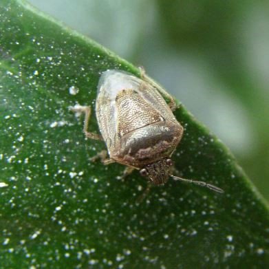 Eysarcoris aeneus-8
