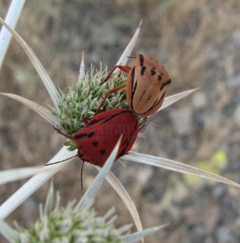 Graphosoma creticum-2
