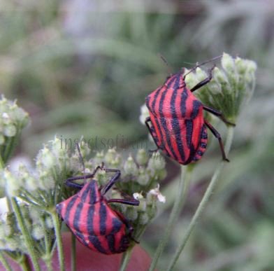 Graphosoma italicum-1