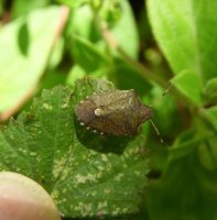 Holcostethus strictus-4