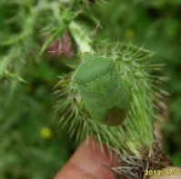 Nezara viridula -3 