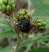 Pentatmidae-9