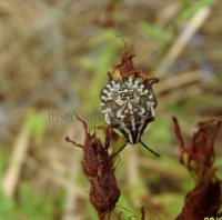 Carpocoris sp-4