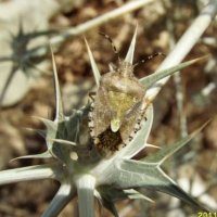 Dolycoris baccarum -1