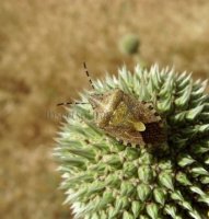Dolycoris baccarum -5