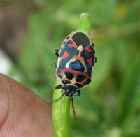 Eurydema ornata -10