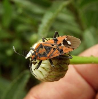 Lygaeus murinus -1