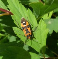 Pyrrhocoridae