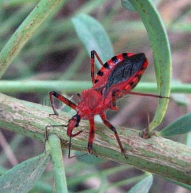 reduviidae