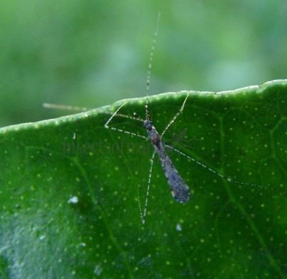 Empicoris vagabundus-7