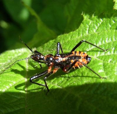 Rhynocoris iracundus -1