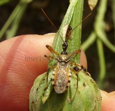 Rhynocoris punctiventris -2