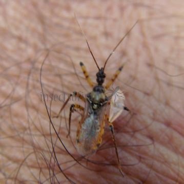 Rhynocoris punctiventris -3