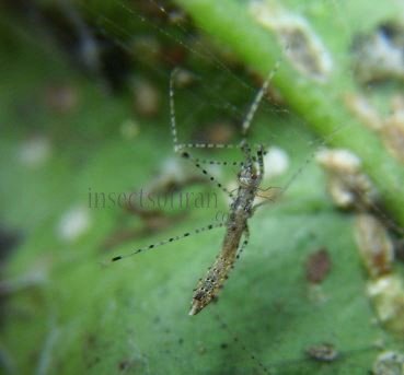 Empicoris vagabundus-1