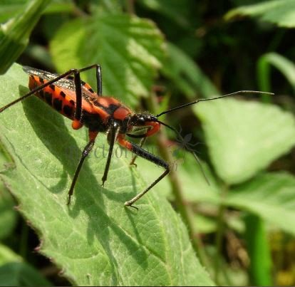 Rhynocoris rubricus -1