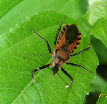Rhynocoris rubricus -2