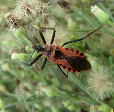 Rhynocoris rubricus -6