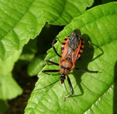 Rhynocoris rubricus -9