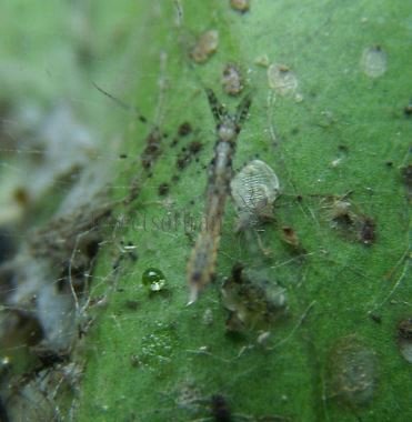 Empicoris vagabundus-2