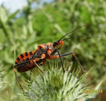 Rhynocoris rubricus -15