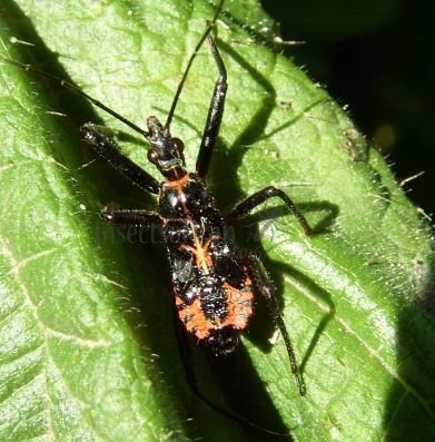 Rhynocoris sp