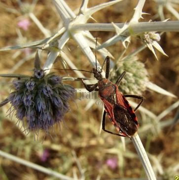 Rhynocoris sp-2