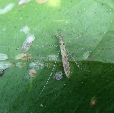 Empicoris vagabundus-3