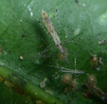 Empicoris vagabundus-4