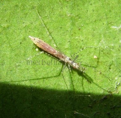 Empicoris vagabundus-5