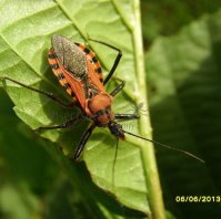 Rhynocoris rubricus -5