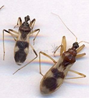 Reduviidae-1