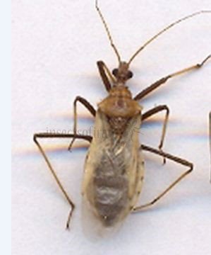 Reduviidae-2