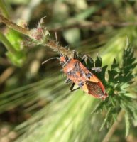 Rhopalidae