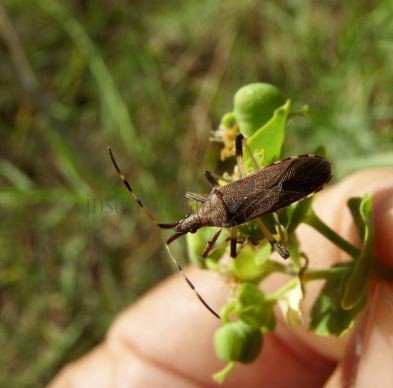 Dicranocephalus albipes-4